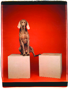 Gone To The Dogs
