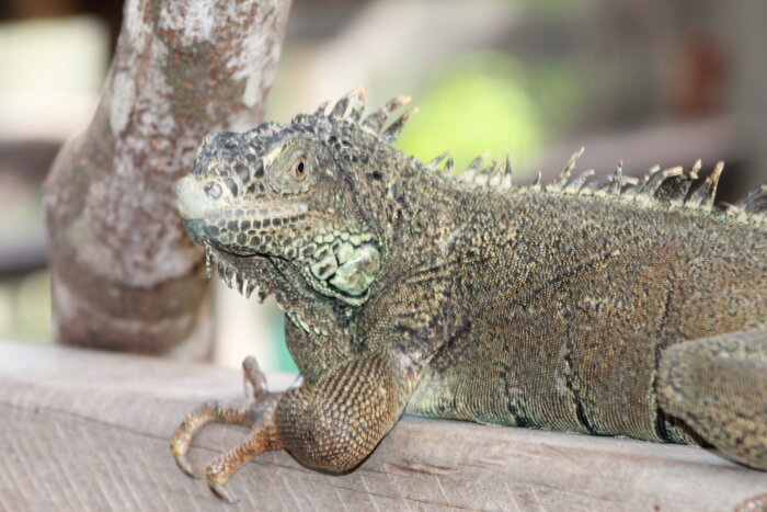 Nearly extinct, San Ignacio Resort Hotel’s Green Iguana Conservation Project protects Belize’s native green iguanas and allows visitors to learn about the large lizards that once inhabited many treetops throughout the Central American country.