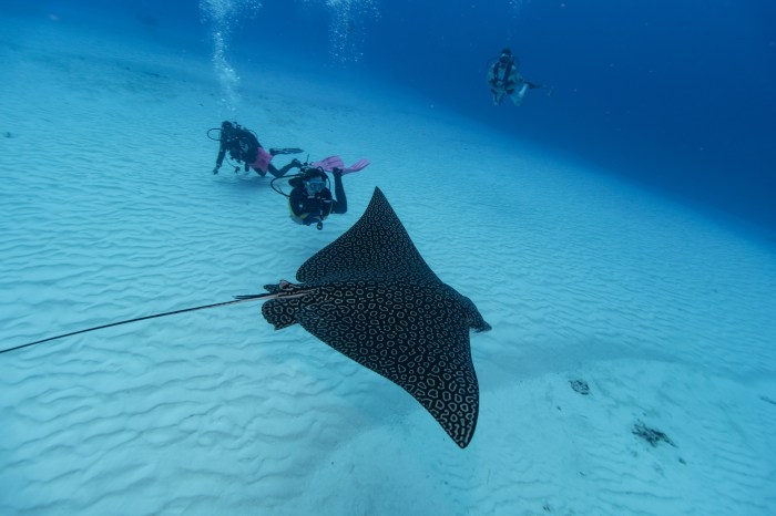 Niko Kowell, founder and owner of Narwhal Divers, center, takes a photo of an Eagle Ray while independent scuba dividing guide and instructor Ludyvine Roux, left background, and another diver, right background, observe the ray in Cozumel, Mexico. 