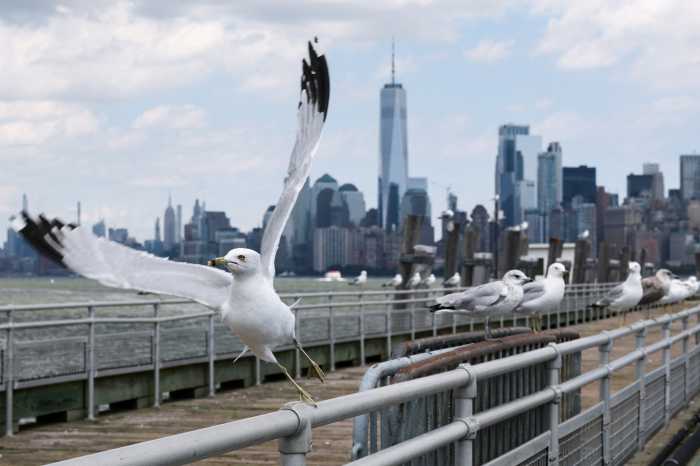 A seagull takes flight, with the Manhattan skyline in the background, in New York City, U.S., July 22, 2025.