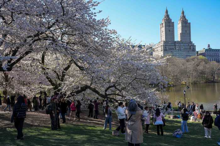 People visit Central Park’s cherry blossom trees in New York City, U.S., April 8, 2026.
